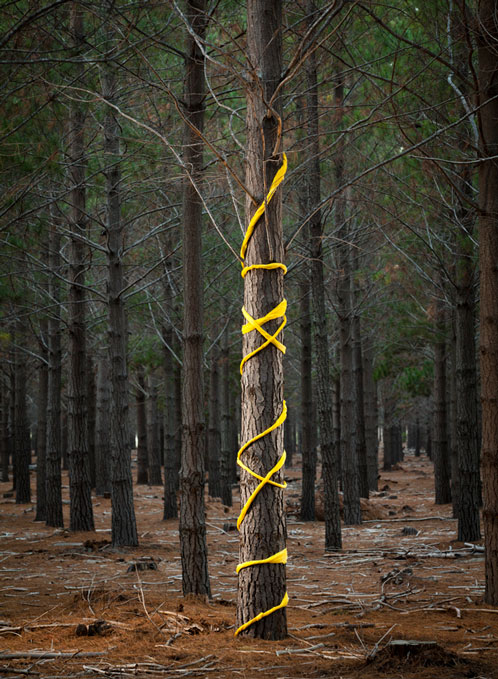 JAN_Yellow-tree